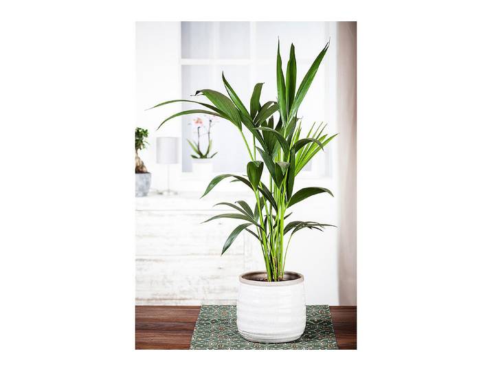 Qualité & Prix Kentiapalme Howea forsteriana H 90 cm ⌀ 19 cm