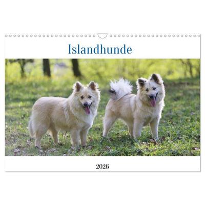 Islandhunde (Wandkalender 2026 DIN A3 quer), CALVENDO Monatskalender