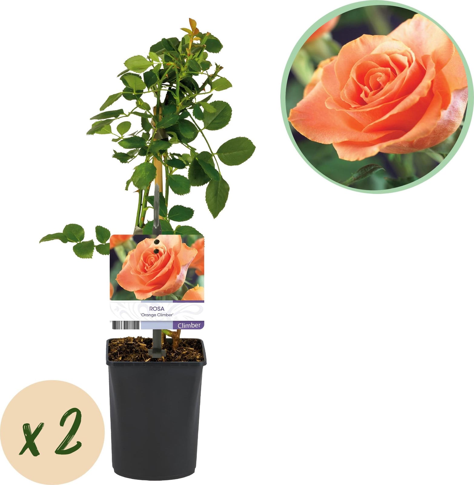 Pflanzenboutique Klimroos Rosa Orange Climber Oranje - 2 stuks - Hoogte: 30-40 cm, Diameter: 10 cm