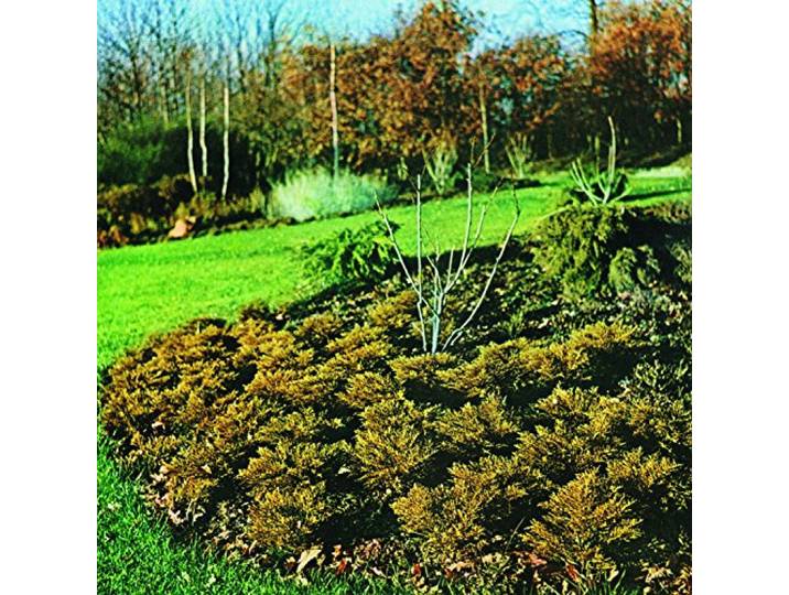 Maximum Growth And Vigour