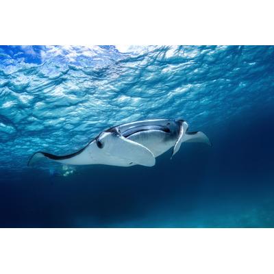 Fototapete PAPERMOON "Photo-Art BARATHIEU GABRIEL, MANTA", bunt, B:3,5m L:2,6m, Vlies, Tapeten