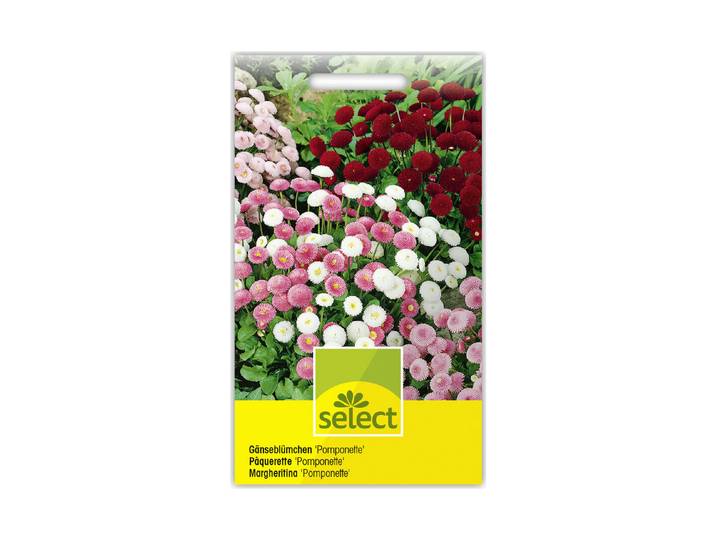 Select Gänseblümchen Pomponette Mix