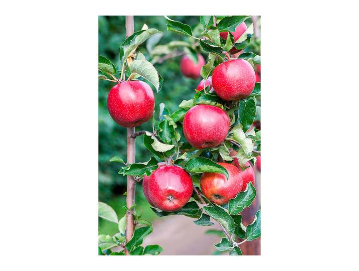 Zwergapfel Pidi(s) Merlin® ' (Malus domestica 'Pidi(s) Merlin® '), 100-120 cm inklusive Topf'