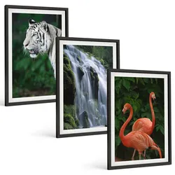 BILDER SET 3er Set - 40x60 cm Schwarzer Rahmen - Tiger Wasserfall Flamingos Natur