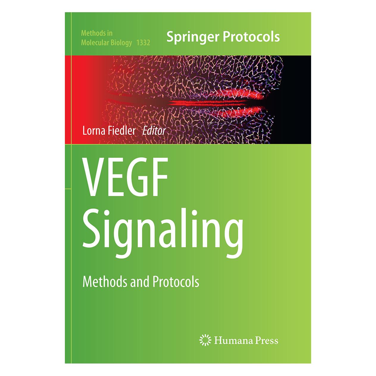 Springer VEGF Signaling (Englisch, Softcover, Lorna Fiedler) (55952320)
