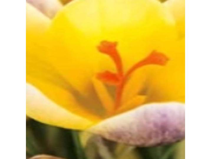 JUB - Crocus Advance