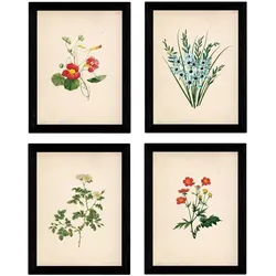 POSTER Set mit 4 Botanischen Stils Sensitive A3 Rahmenlos