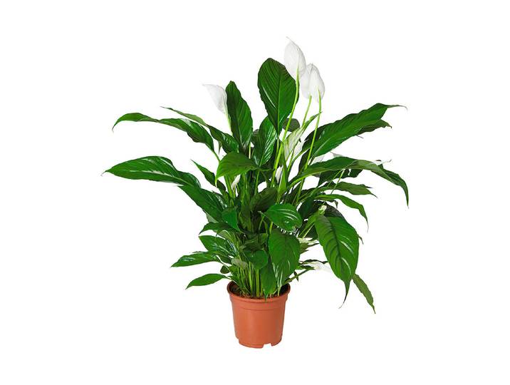 Qualité & Prix Blattfahne Spathiphyllum Floribundum Weiss ⌀ 17 cm