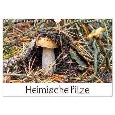 Heimische Pilze (Wandkalender 2026 DIN A4 quer), CALVENDO Monatskalender