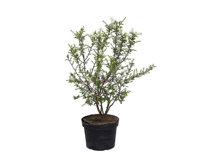Perlbusch - Exochorda Niagara 80-100cm inklusive Topf
