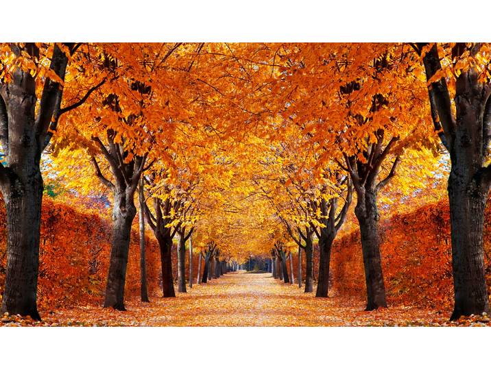 Fototapete PAPERMOON Autumn Alley , bunt, B:5m L:2,8m, Vlies, Tapeten, Fototapete