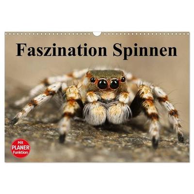 Faszination Spinnen (Wandkalender 2027 DIN A3 quer), CALVENDO Monatskalender