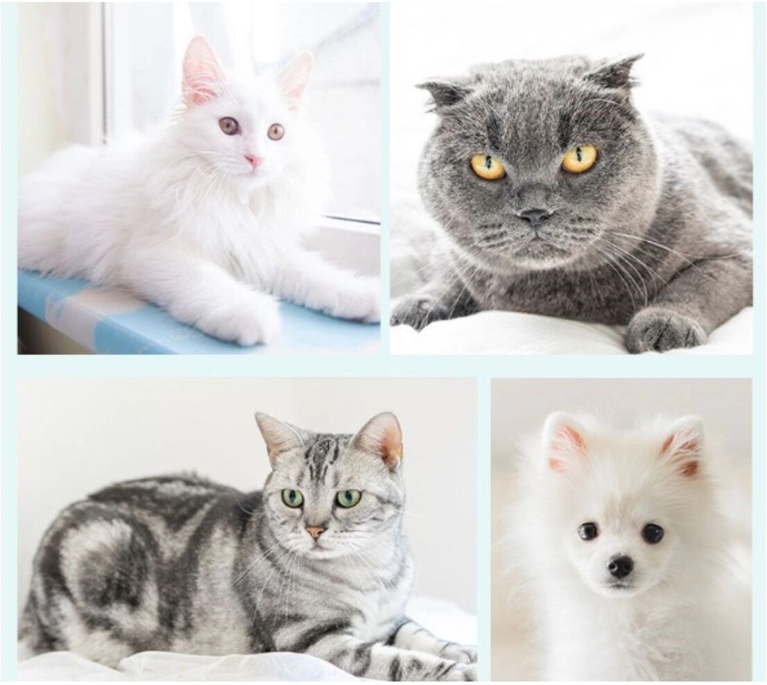 INF Fellpflegebürste mit Ein-Knopf-Haarfreigabe – Edelstahl-Entfilzungskamm und Massage für Hunde und Katzen, Kunststoff, Grau
