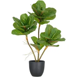 CREATIVE GREEN Ficus Iyarta - anthrazit|grün