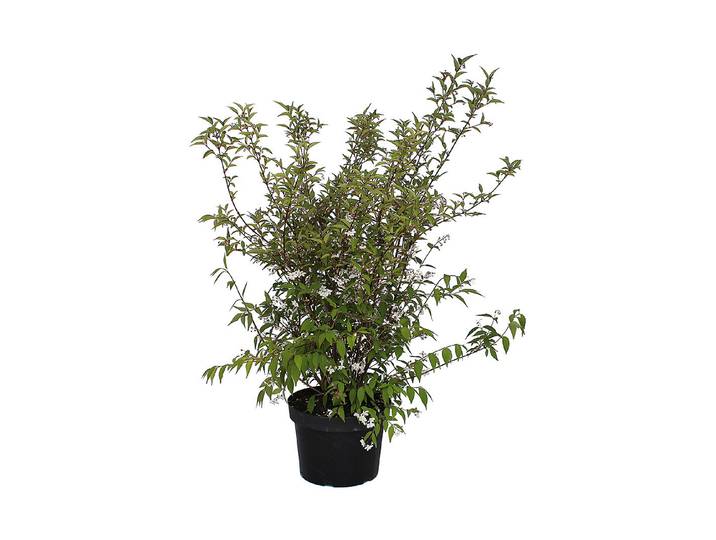 Deutzie - Deutzia kalmiaflora 80-100cm inklusive Topf