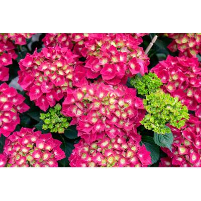 Fototapete PAPERMOON "Blumen", bunt, B:2,5m L:1,86m, Vlies, Tapeten