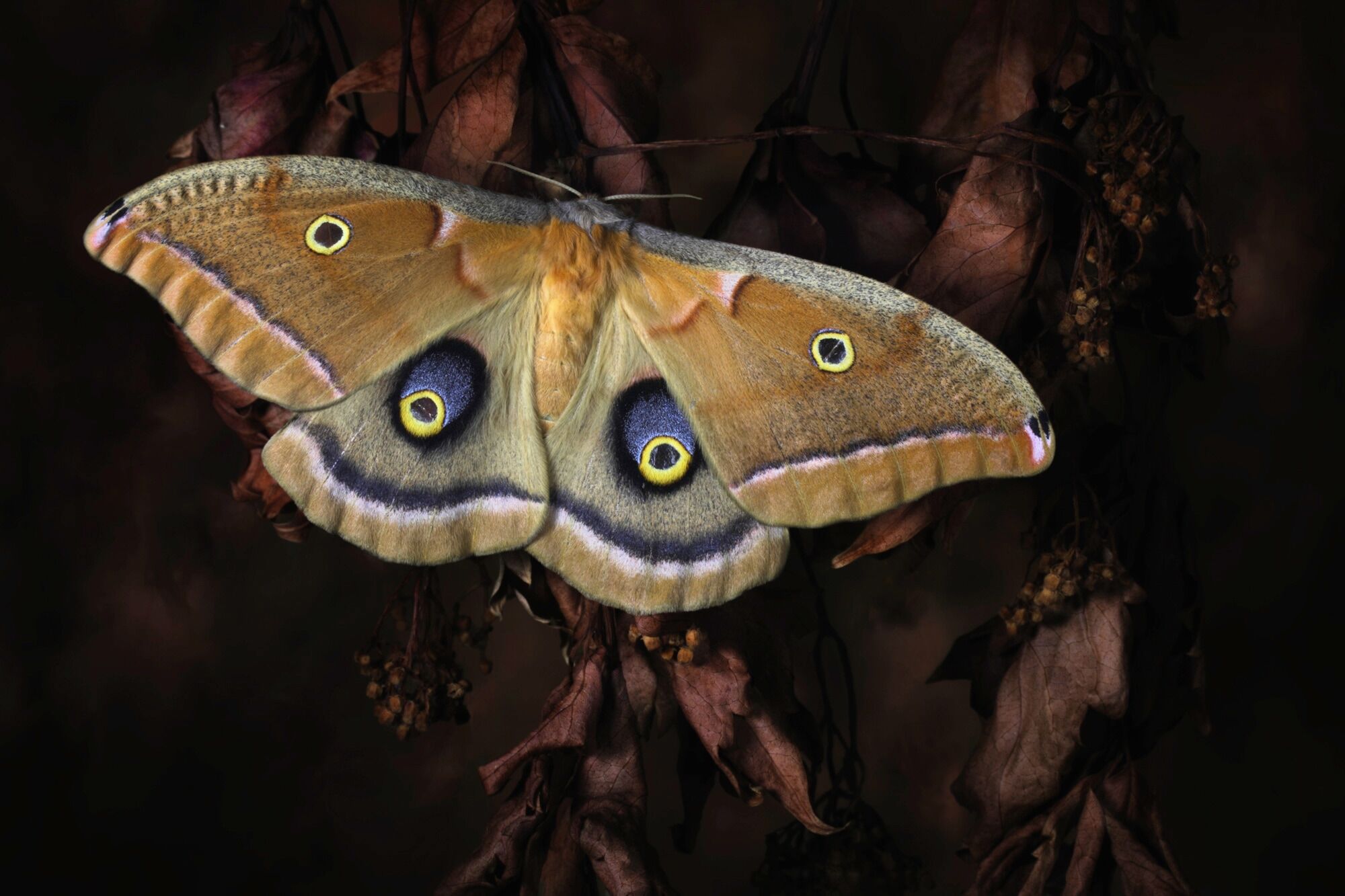 Fototapete PAPERMOON "Photo-Art JIMMY HOFFMAN, POLYPHEMUS, SCHMETTERLING", bunt, B:3m L:2,23m, Vlies, Tapeten, Fototapete