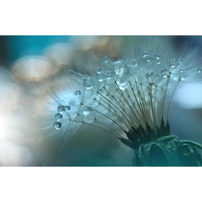 Papermoon "Zen Wassertropfen mit Blume Makro"
