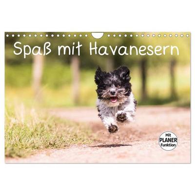 Spaß mit Havanesern (Wandkalender 2026 DIN A4 quer), CALVENDO Monatskalender