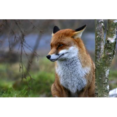 Fototapete PAPERMOON "Red Fox", bunt, B:4m L:2,6m, Vlies, Tapeten