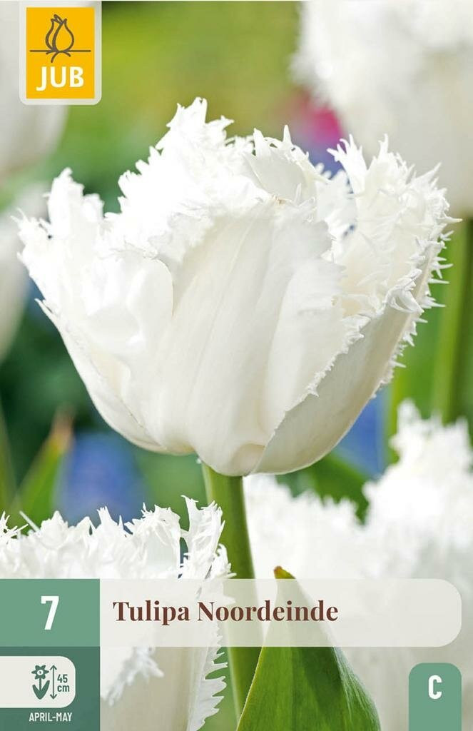 JUB Tulp Noordeinde 7 bollen
