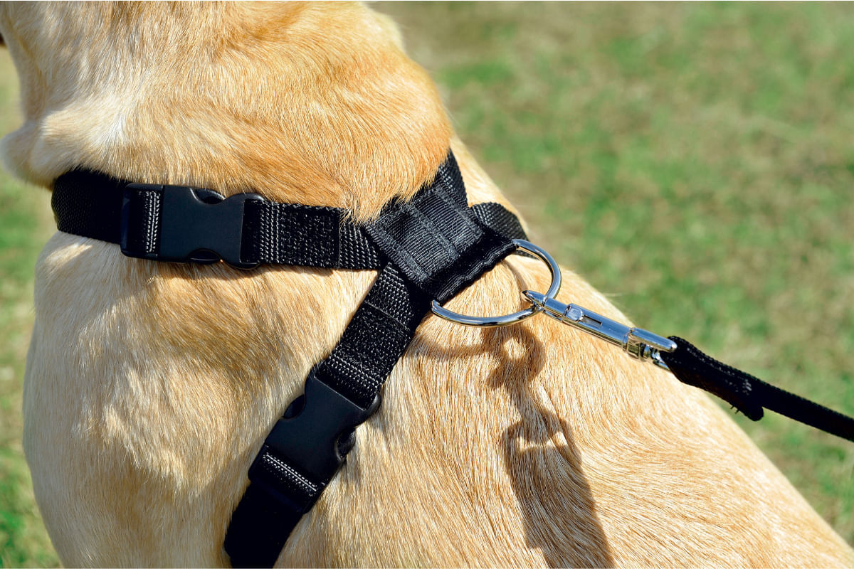 PET AROUND YOU Pettorina Sicurezza per Auto XL