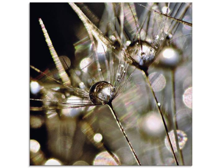 Glasbild ARTLAND Pusteblume mit Wasserperlen , gold (farbe bild(er): goldfarben), B:30cm H:30cm, Bilder, Glasbild, in verschiedenen Grössen