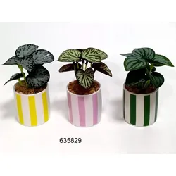 Kunstpflanze STRIPES (DH 6,50x13 cm) - DH 6,50x13 cm