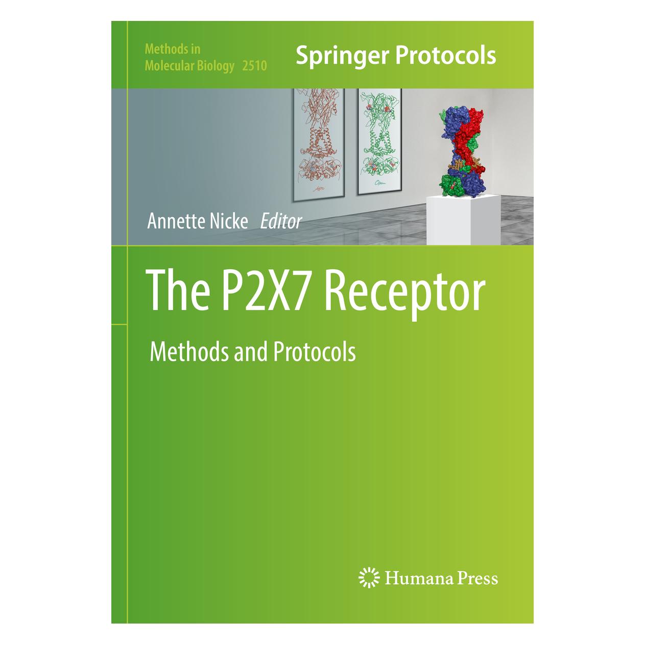 Springer The P2X7 Receptor (Englisch, Softcover) (56955016)