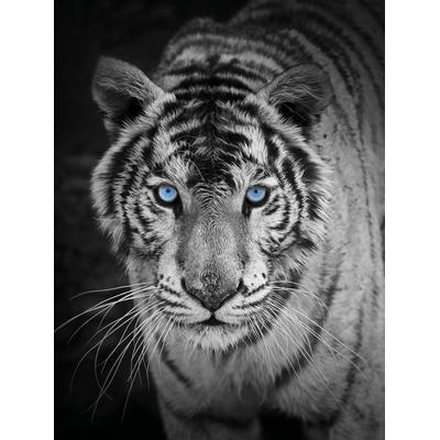 Wohndecke KINZLER "Mikrofaser Fotodruck "Tiger", bunt, B:150cm L:200cm, Polyester, Wohndecken, Wohndecke, Kuscheldecke, bedruckt, 150x200 cm