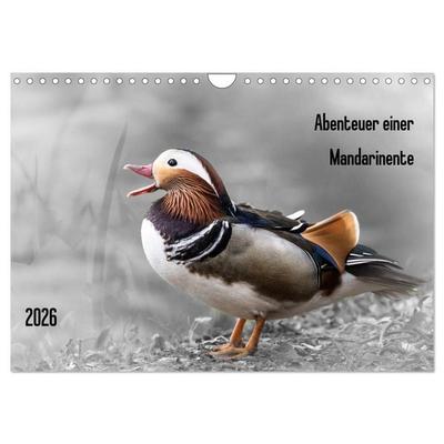 Abenteuer einer Mandarinente (Wandkalender 2026 DIN A4 quer), CALVENDO Monatskalender