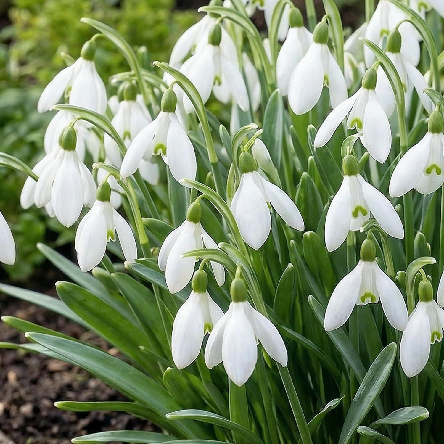 Dutch Bulbs Sneeuwklokken Galanthus Super Collectie - 50 meerjarige winterharde bloemknollen