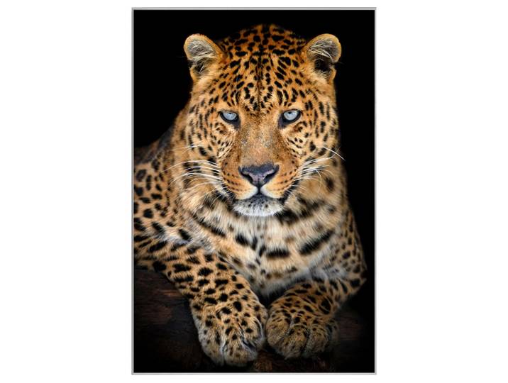 Bild mit Rahmen Leo mit Stahlblauem Blick image LAND