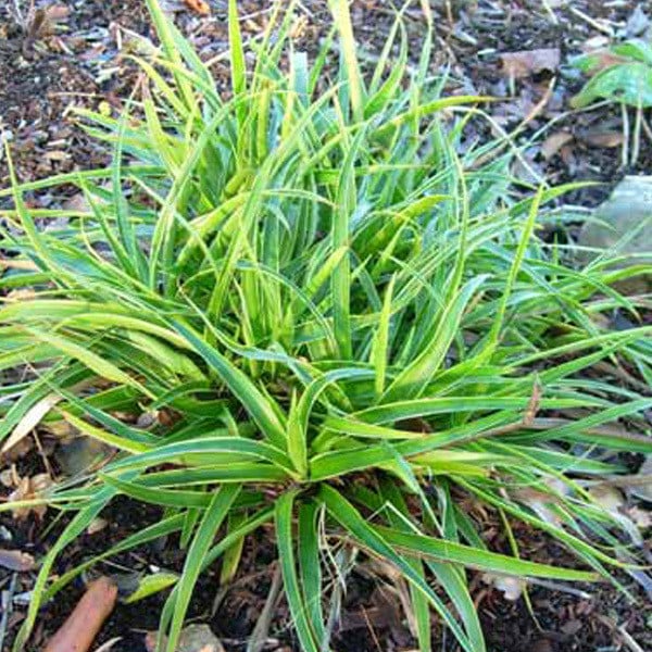 6x Luzula sylvatica Marginata Marbel planten in pot van 9x9 cm van Arborix