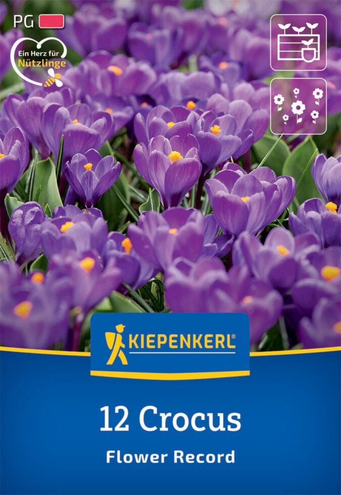 Kiepenkerl Herbstblumenzwiebel Krokus Flower Record 12 Pflanzen