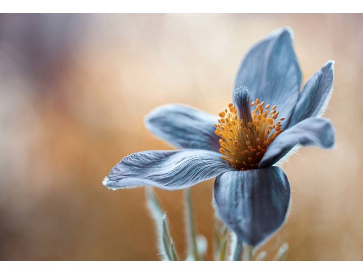 Fototapete PAPERMOON Photo-Art MANDY DISHER, PASQUE , bunt, B:3,5m L:2,6m, Vlies, Tapeten, Fototapete