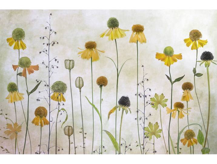 Papermoon Photo-Art MANDY DISHER, HELENIUM