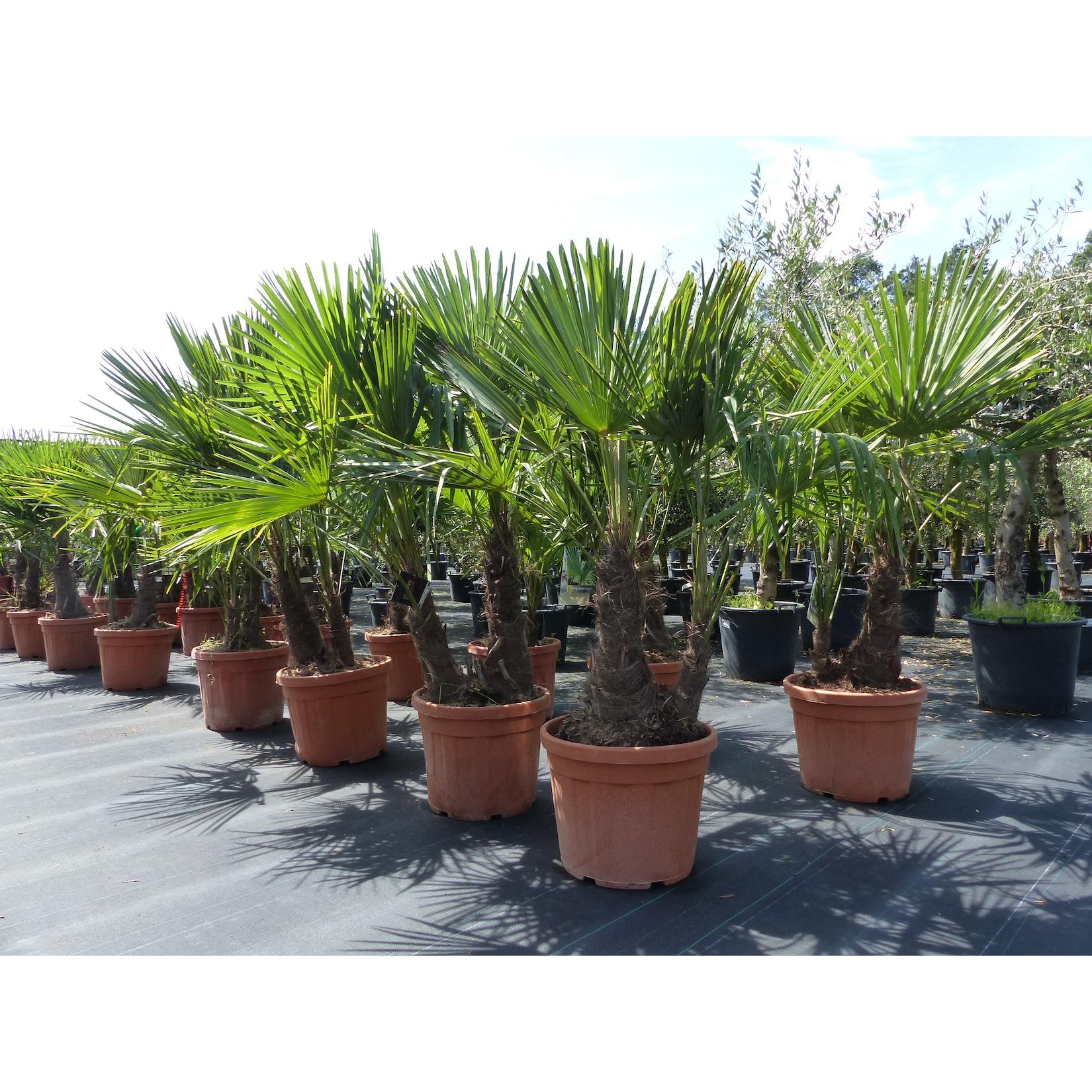 Palmengruppe Trachycarpus Fortunei Palme mehrstämmig, winterhart 220 cm