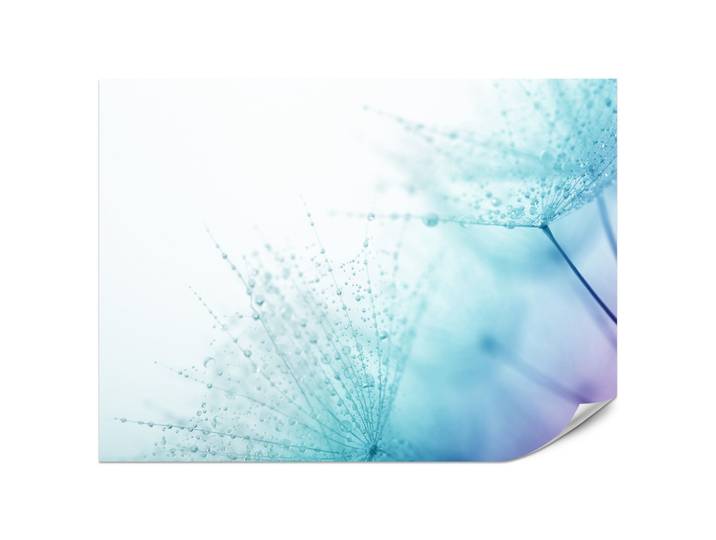 FOTOTAPETE für Badezimmer Leuchtende Löwenzahnblüten Wassertropfen Blau 200x140