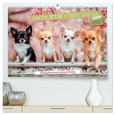 Niedliche Chihuahuas (hochwertiger Premium Wandkalender 2027 DIN A2 quer), Kunstdruck in Hochglanz