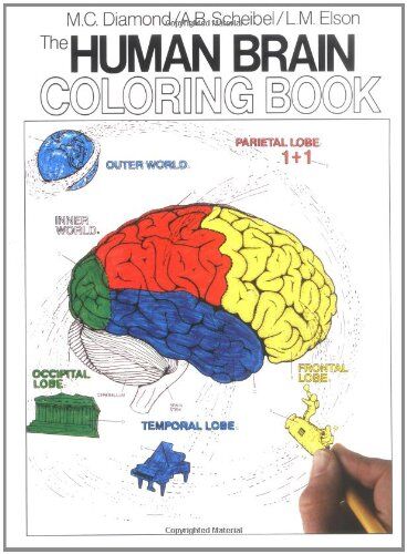 Diamond, Marian C. - The Human Brain Coloring Book (Coloring Concepts Series) - Preis vom 18.10.2026 15:28:09 h