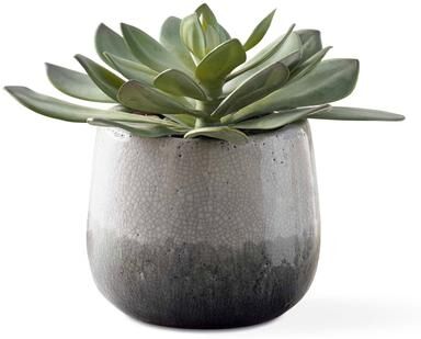 Uttermost Dudleya Gray Outdoor Succulent
