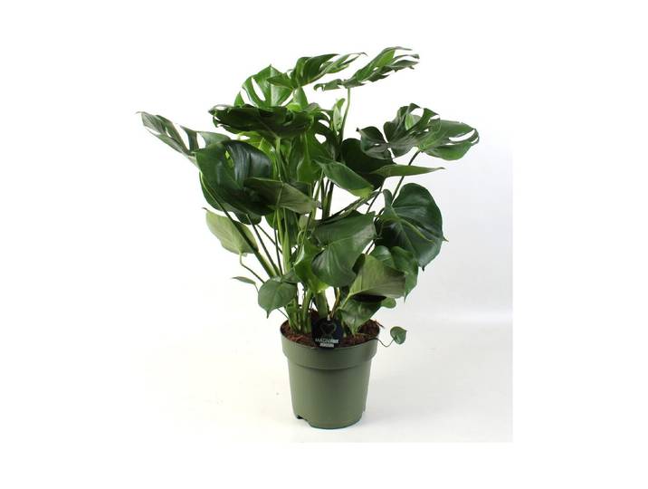 Monstera Deliciosa Ø27