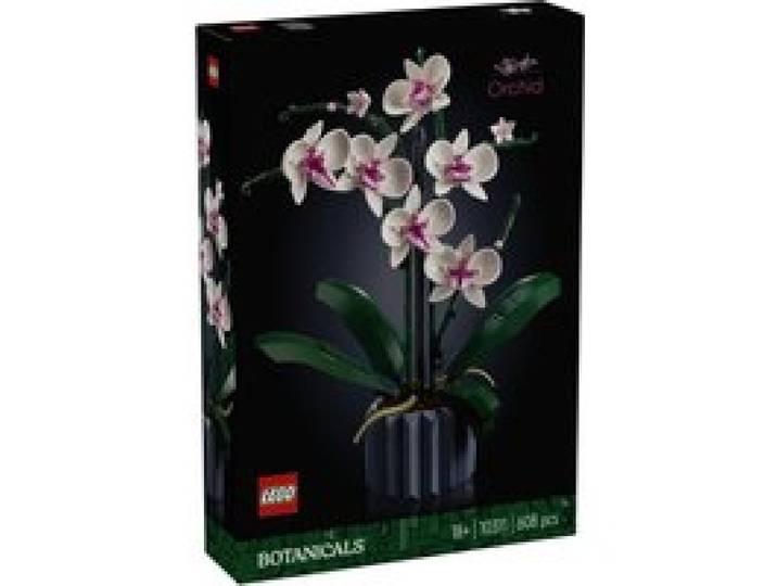 10311 Orchidee
