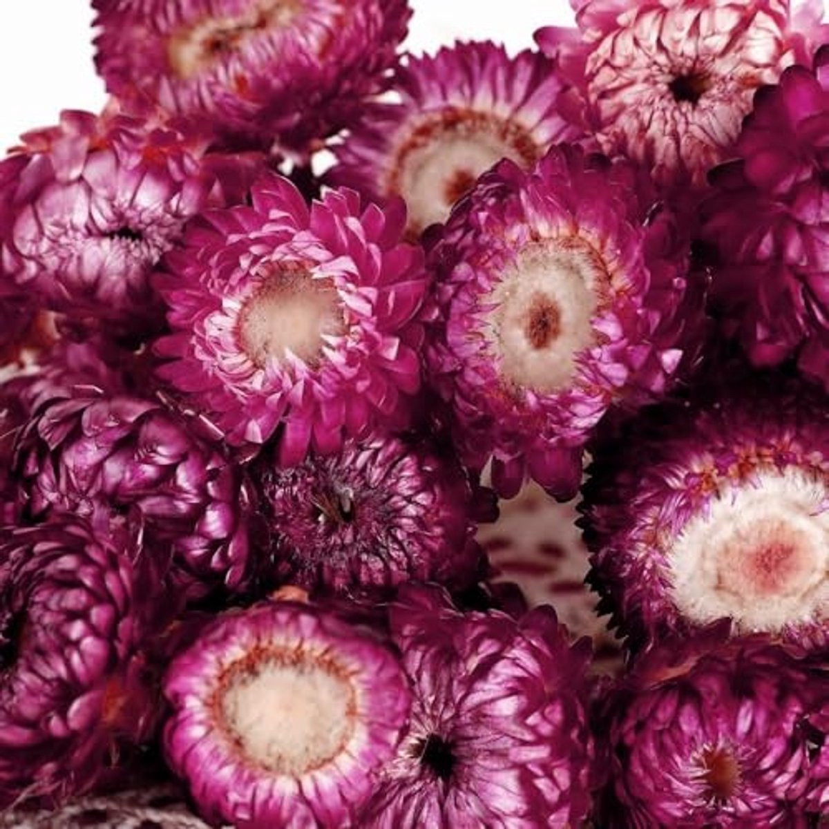 Dailygoods Gedroogde Bloemkoppen 120 Stuks - Paars - Chrysant, Madeliefjes en Zonnebloemen voor Bloemendecoratie