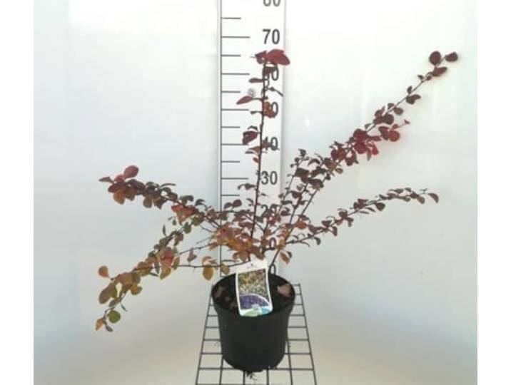 Berberis ott. 'Superba' - Zuurbes 40-50 cm in pot