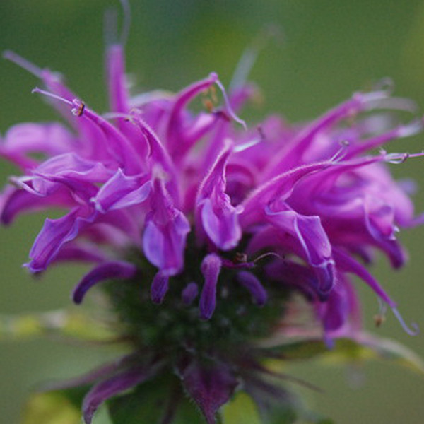 6 x Monarda Indianernessel Prairienacht in pot van 9x9 cm van Arborix