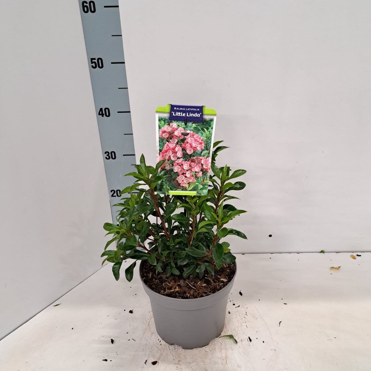 Kalmia lat. 'Little Linda' - Berglaurier in pot