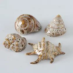 Muschel ALYSSA (BHT 6x4x7 cm) - BHT 6x4x7 cm