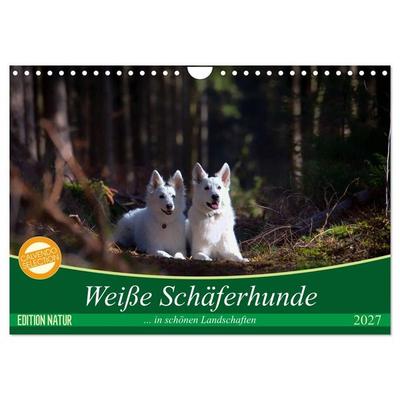 Weiße Schäferhunde in schönen Landschaften (Wandkalender 2027 DIN A4 quer), CALVENDO Monatskalender